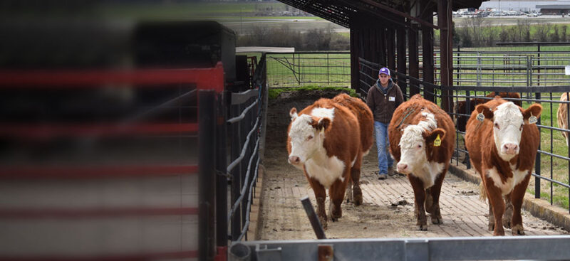 Studying Agriculture at Arkansas State University, USA - The Top Choice for Students Passionate About Nature